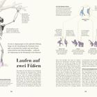 **Laufen auf zwei Füßen**

Links: Skelett eines Schimpansen mit Erklärungen zur aufrechten Haltung und Nutzung der Arme. 

Rechts: Bildreihe von Orang-Utan zu frühen Hominini, Texte erklären Evolution von Bäumen zum Boden, flexible Gelenke und zweibeinigen Gang.
