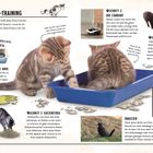 Toiletten-Training: Schritte zur Katzentoilette, Standorttipps, Belohnung. Ungewöhnliches Verhalten beachten. Kätzchen im Klo.