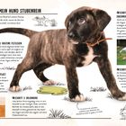 "So wird mein Hund stubenrein" - Eine Anleitung mit 5 Schritten: Routine, fester Platz, Belohnung, Signale, Konsequenz. Hundewelpenbilder und Illustrationen.
