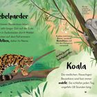 "Nebelparder, Wolken, Koala, müde." Illustration: Nebelparder auf Baum, Koala umarmt Ast; grüne Waldkulisse, Blätter.