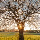 Kalenderansicht: Mai (05). Blühender Kirschbaum in Italien, Sonnenstrahlen durchscheinen die Blüten.