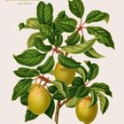 Text oben: "Pflaume 'Coe’s Golden Drop' Prunus domestica". Illustration mit grünen Blättern und gelben Früchten. Unten Kalender.