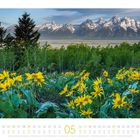Kalenderblatt Mai mit gelben Wildblumen vor Gebirge. Text: "Wildblumen und Espen im Grand Teton Nationalpark - USA".