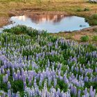 05, Kalenderdaten: 10-31, 01-09. Berglandschaft mit Lupinenfeld und kleinem Teich unter blauem Himmel.