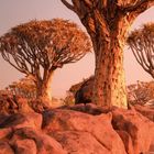 05 mit Kalenderdaten, darunter ein Text. 
Im Hintergrund Aloe-Bäume auf Felsen in warmem Licht.