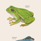 Illustration mit drei Fröschen: Grasfrosch, Laubfrosch, Moorfrosch. Kalenderseite für Mai mit Zahlen von 01 bis 31.