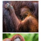 01 02 03 04 05 06 07 08 09, Orang-Utan (Pongo), Indonesien  
Drei Fotos von Orang-Utans, ein Kalendarium.