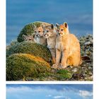 Kalenderseite Mai, Bilder mit Bergen, Pumas und Landschaft. 31 Tage aufgeführt.