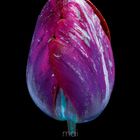 Mai, pulsar, tom blachford & kate ballis. Kalender mit einer purpurfarbenen Tulpe vor schwarzem Hintergrund.