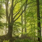 "Nichts ist für mich mehr Abbild der Welt und des Lebens als der Baum." Kalenderseite Mai, Waldszene.