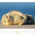 05, Wochentage und Feiertage im Mai. Ein Seehund liegt entspannt am Strand, der Hintergrund ist verschwommen blau.