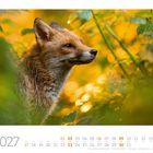 05 2027. Rotfuchs (Vulpes vulpes). Kalender. Ein Fuchs in warmem, gelbem Licht, umgeben von grünen Blättern.