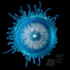 Text: "Mai", "Blauer Knopf", Kalender. Blaues Meerestier auf schwarzem Hintergrund, strahlenförmige Tentakel.