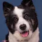 05, Baya - Elo, Foto: Elke Vogelsang. Ein fröhlicher Hund mit schwarz-weißem Fell und herausgestreckter Zunge vor blauem Hintergrund.