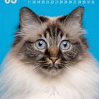 Kalender mit Datum für Mai. Eine Katze mit blauen Augen und flauschigem Fell vor blauem Hintergrund.