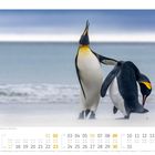 05, Königspinguine (Aptenodytes patagonicus), Falklandinseln. Zwei Pinguine, einer mit erhobenem Kopf am Strand. Kalenderdarstellung.