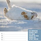 „Ich brauche keinen Arzt. Ich sehe immer so aus, wenn ich Sport mache.“ Ein Schneehase wälzt sich im Schnee. Kalender für Januar.