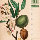 01 Januar Woche 02|2027. Illustration: Blüten, grüne Blätter, Mandel in Schale und ohne Schale.