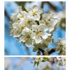 Die Zahlen "1-31" zeigen den Monat Mai. Weiße Blüten auf Baumzweigen vor blauem Himmel.