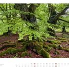 05, Alte Buchen im Nationalpark Hainich. Moosbedeckte Baumwurzeln in einem grünen Wald mit dichtem Blätterdach.