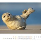 "Seehund auf der Insel Juist - Niedersachsen - Deutschland. Mai-Kalenderblatt mit einem Seehund am Strand liegend."