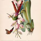 "Kolibri (Trochilidae)", Kalender für Januar 2027, Woche vom 11. bis 17. Ein Kolibri und ein Schmetterling bei Blumen.