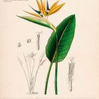 "Paradiesvogelblume (Strelitzia reginae)" Illustration und Kalenderblatt Januar 2027. Enthält botanische Zeichnungen.