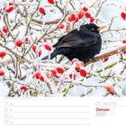 02. Woche, Januar 2027. Ein schwarzer Vogel auf vereisten Ästen mit roten Beeren.