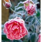 04 JANUAR, Mo 25 Di 26 Mi 27 Do 28 Fr 29 Sa 30 So 31. Rosenblüten mit Raureif bedeckt.