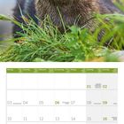 Kalender für Mai 2027 mit Feiertagen, darüber ein Fischotter auf grünem Gras.