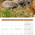 Kalenderseite: Mai 2027. Wochenbeginn Montag. Bild: Ein Igel mit Jungem auf Gras.