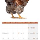 Kalender für Mai 2027 mit Huhn darüber. Wochentage und Feiertage sind in mehreren Sprachen vermerkt.