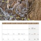 Kalenderblatt mit Monat Mai 2027, zeigt drei junge Eulen auf einem Baum, umgeben von frischem Laub.