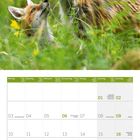 Kalender für Mai 2027. Abgebildet sind zwei Füchse, die sich im grünen Gras lieb anschauen.