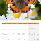 Kalender für Mai 2027. Ein Schmetterling sitzt auf einer weißen Blume. Tage sind auf Deutsch und Englisch beschrieben.