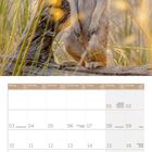 Kalender für Mai 2027, Feiertage wie "Tag der Arbeit" und "Pfingstmontag" sind aufgeführt. Stehendes Erdmännchen im Gras.