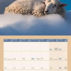 "Träume dir dein Leben schön und mache deine Träume zur Realität." Ein schlafendes Schaf auf Wolken, Kalenderblatt Mai 2027.