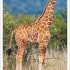 "5 2027" steht prominent. Eine junge Netzgiraffe in einer Landschaft mit Büschen und hohem Gras.