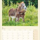 5, 2027, Christi Himmelfahrt, Muttertag, Pfingsten, Fronleichnam. Zwei Esel auf einer blühenden Wiese. Kalender.