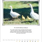 Mai. Der hundertjährige prophezeit: Der 1. Mai ist schön und warm. Zwei weiße Gänse mit zwei gelben Küken im Gras. Kalender unten.