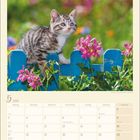 Kalendermonat Mai 2027 mit Feiertagen wie Christi Himmelfahrt. Oben eine getigerte Katze auf blauem Zaun mit rosa Blumen.