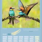 Zitat: „Wie hätten wir ohne Vögel herausgefunden, dass wir Musik im Herzen tragen können?“ - Hal Borland. Mai 2027. Kalenderseite mit zwei bunten Vögeln.