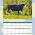 Kalenderseite für Mai mit einem schwarz-weißen Foto einer Kuh auf einer grünen Wiese. Feiertage: Christi Himmelfahrt, Pfingsten.