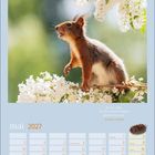 Es ist schön, mit den kleinen Dingen glücklich zu sein. Mai 2027. Ein Eichhörnchen zwischen weißen Blüten.