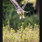 Mai, Kalender. Uhu fliegt über grüne Pflanzen. Im Hintergrund unscharfe Bäume.