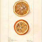 5 | 2027 unten links, darunter Kalendarium. Zwei detaillierte Illustrationen von getrockneten Zitrusfruchtscheiben.