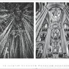 Poster mit zentralem Text: "Banyanbaum (Ficus benghalensis), Südkolumbien | Limburger Dom, Deutschland". Links: Baum mit langen Wurzeln. Rechts: Innenraum einer gotischen Kathedrale. Unten: numerierte Kalendertage von 1 bis 31 mit hervorgehobenen Sonntagen.