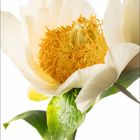 Der Text zeigt die Zahlen 5 für Mai, und die Tage 1 bis 31. Eine großblütige, cremefarbene Blume mit gelben Staubblättern.