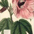 Mai 2027. Ein botanisches Bild zeigt eine große rosa Blüte mit grünen, gezackten Blättern.