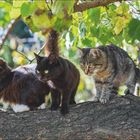 Text: Juni, 23. Woche, 21.5.–20.6., Nicht vergessen! Sprichwort: Eine Katze ist ein Löwe im Dschungel kleiner Büsche. Drei Katzen auf einem Baumast.